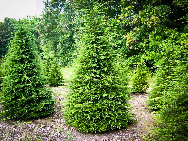 Canadian Hemlock For Sale Online The Tree Center