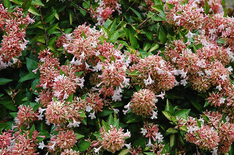 Image of Canyon Creek Abelia and Spirea