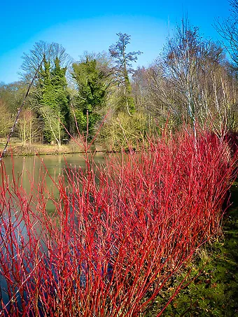 Cardinal Red Twig Dogwood