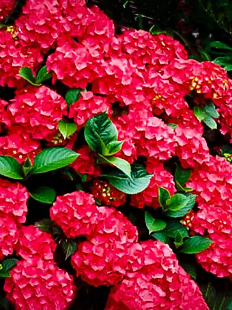 Cardinal Red Hydrangea