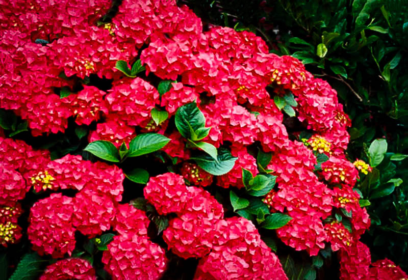 Image of Red hydrangea bush 4