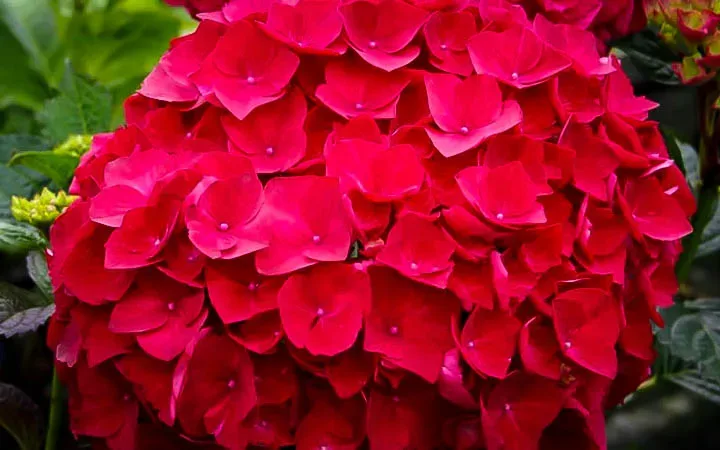 Image of Cardinal red hydrangea shrub in full bloom