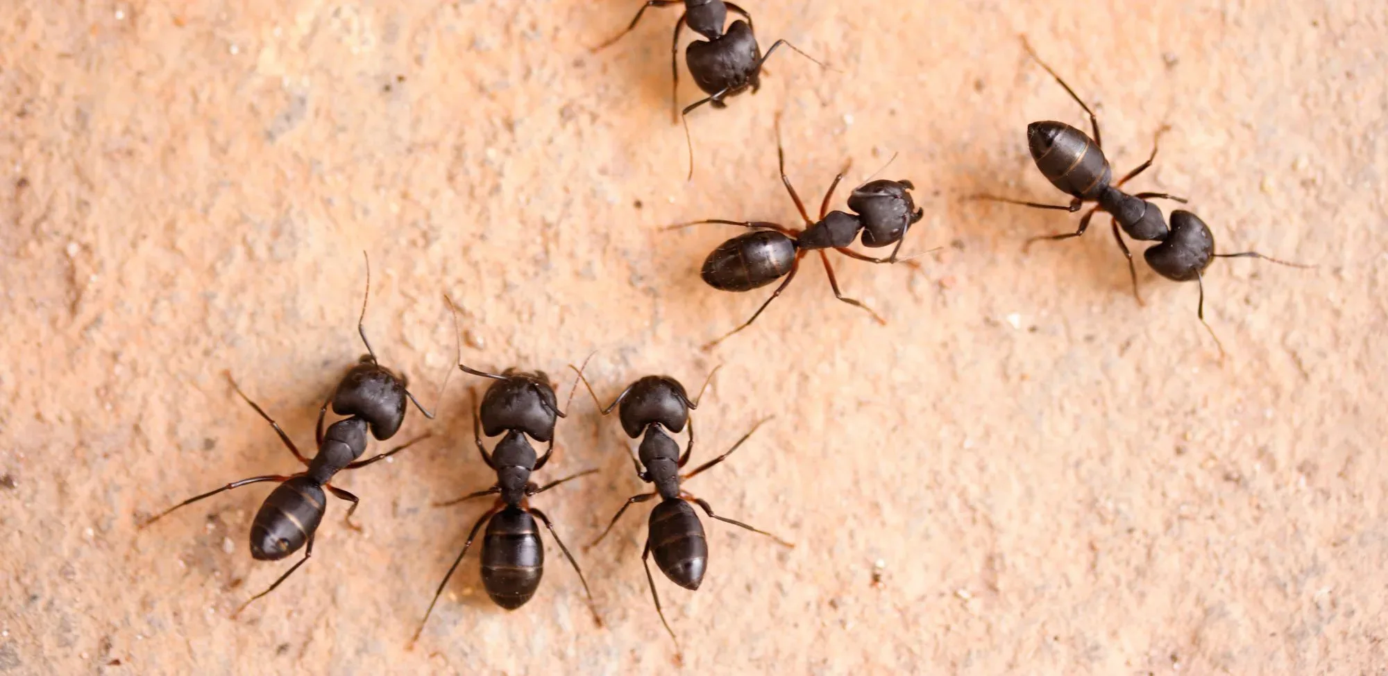 Get Rid Of Carpenter Ants