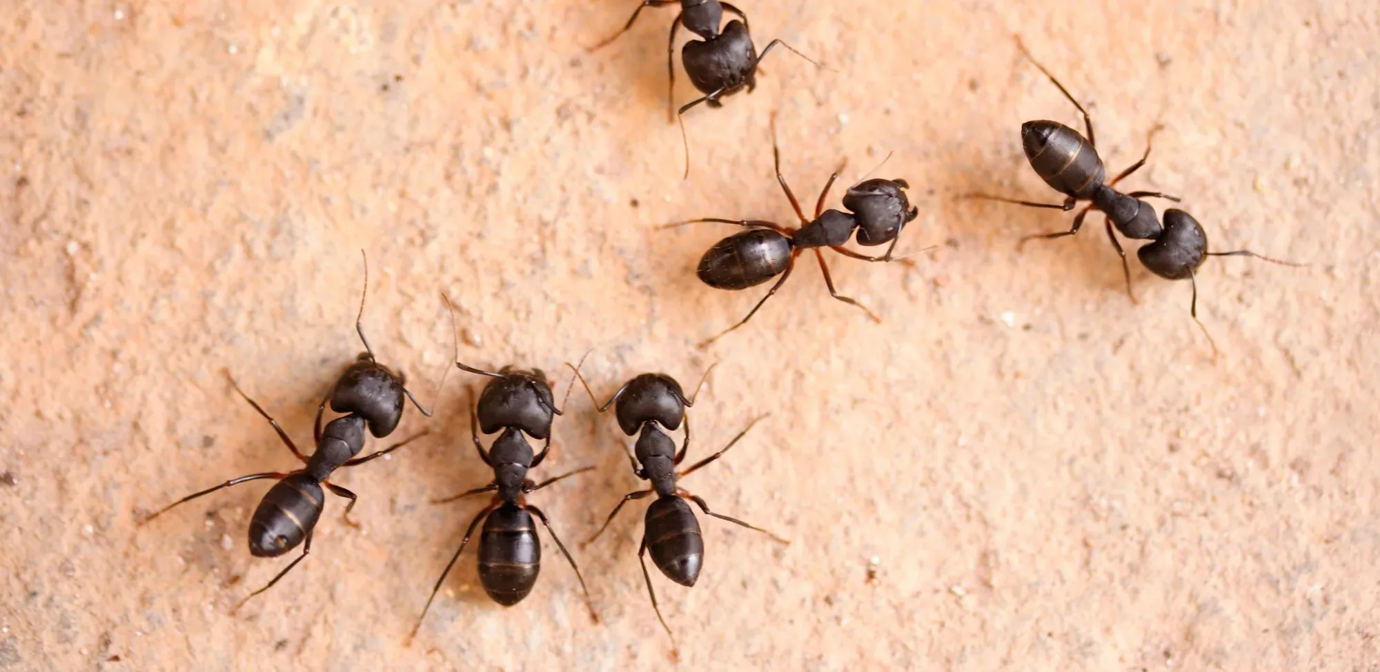 Signs of Carpenter Ants: How to Get Rid of Carpenter Ants