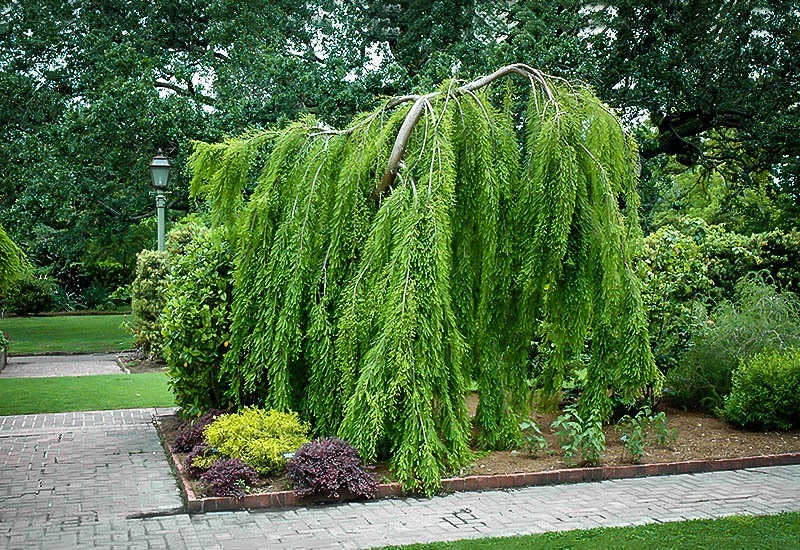 Cascade Falls Bald Cypress For Sale Online The Tree Center