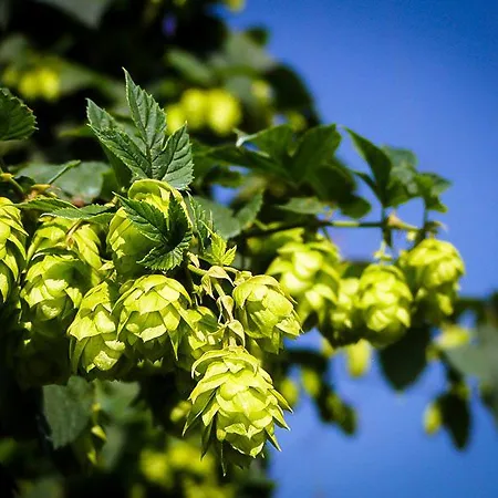 Hops Plants