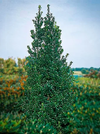 Castle Wall Blue Holly
