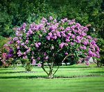 Catawba Crape Myrtle Tree In Field