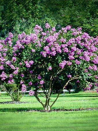 Catawba Crape Myrtle Tree In Field