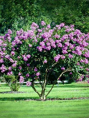 Catawba Crape Myrtle Tree In Field