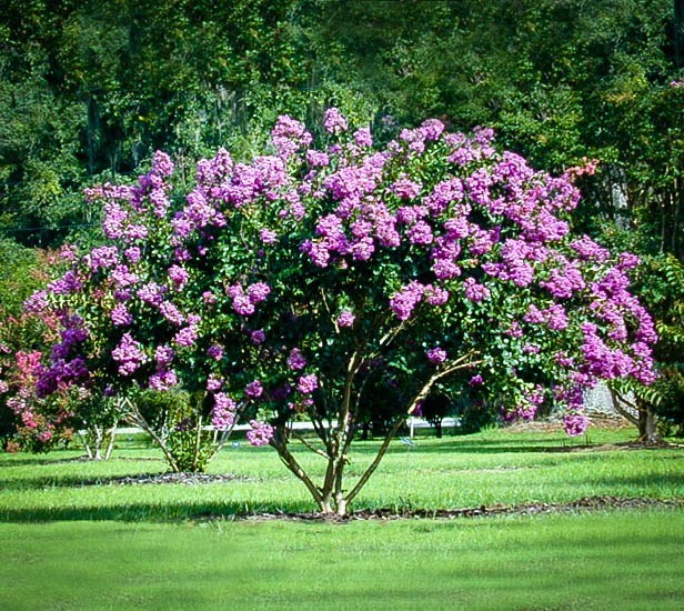 Catawba Crape Myrtle