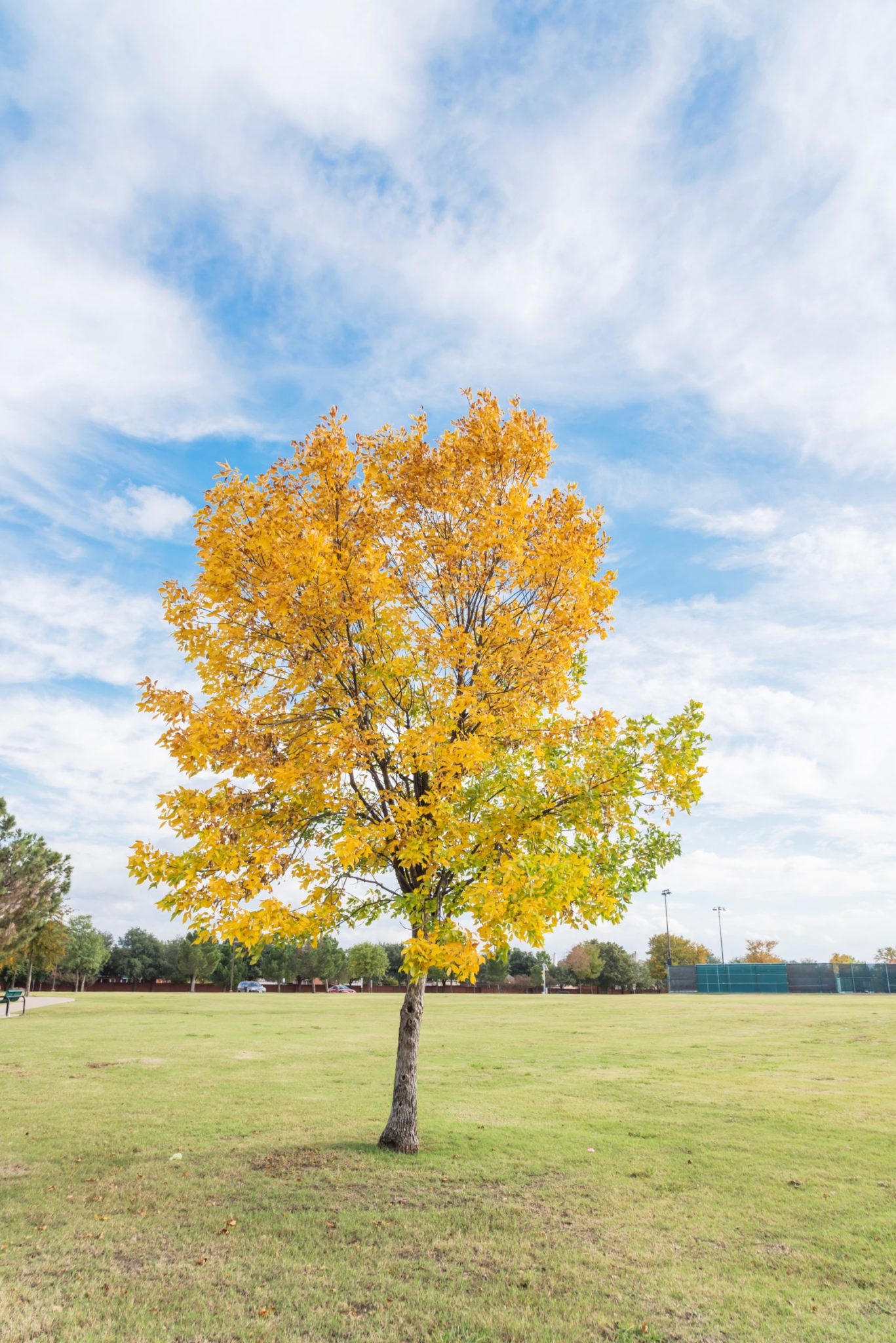 Cedar Elm Trees For Sale Online The Tree Center