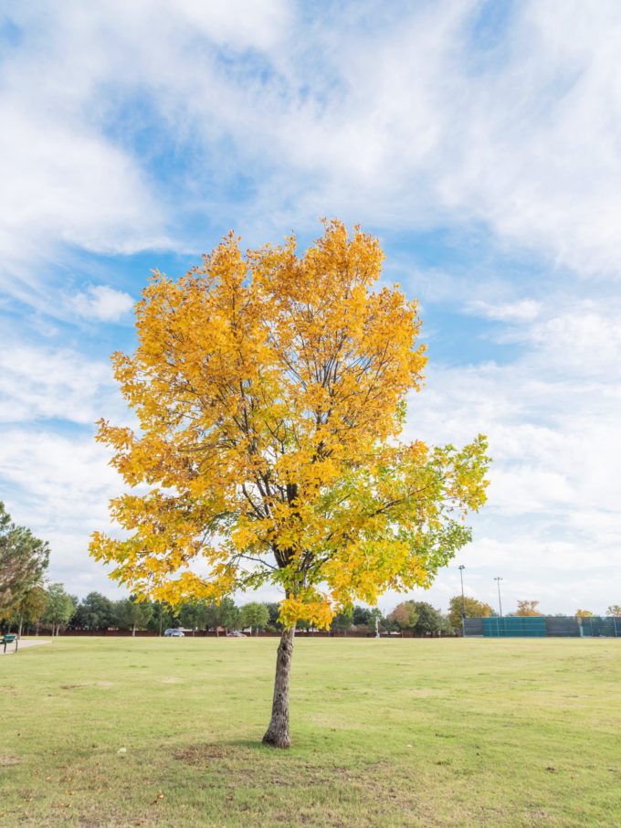 Elm Trees For Sale Buy Elm Trees Online The Tree Center