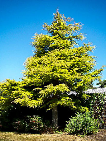 Golden Atlas Cedar