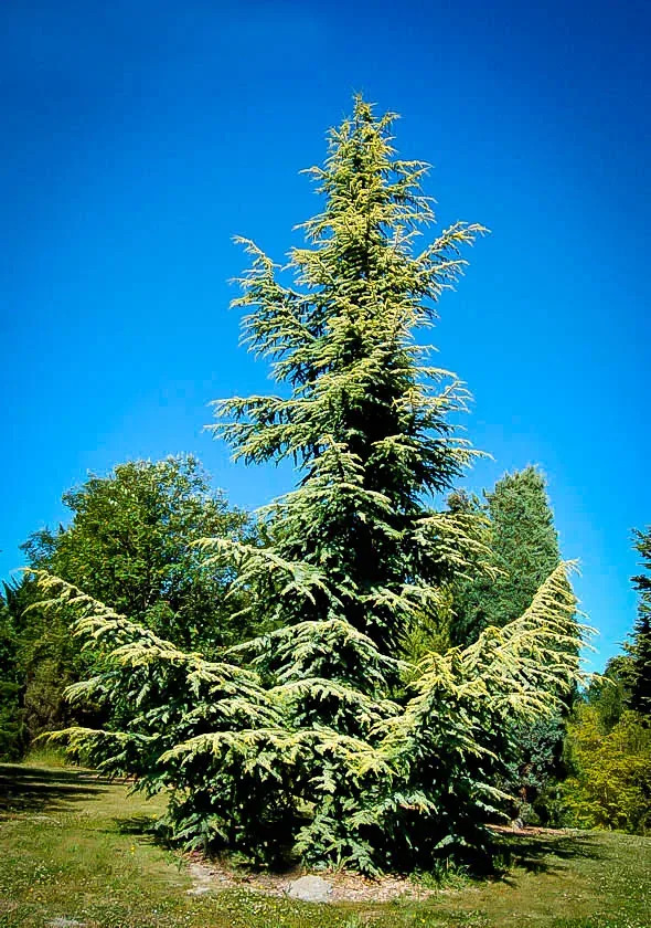 Atlas Cedar – Cedrus Atlantica – 10 Viable Seeds, Evergreen, Cold Hardy Zone 6-9