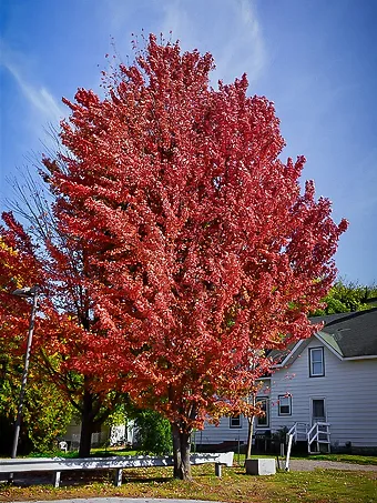 Celebration® Maple Tree