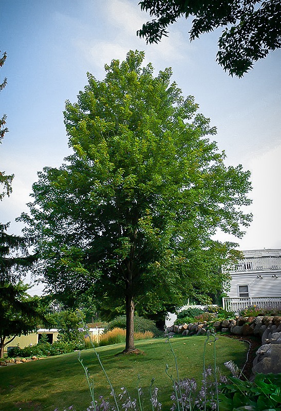 Celebration Maple Trees For Sale Online The Tree Center