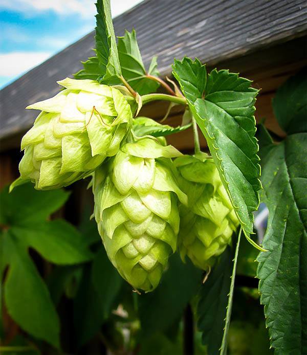 Centennial Hops Plant For Sale Online The Tree Center
