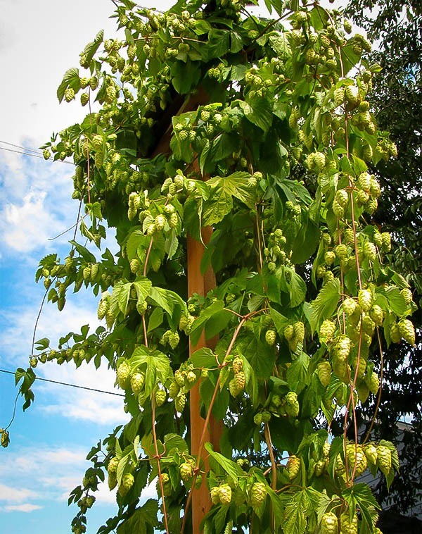Hop Tree