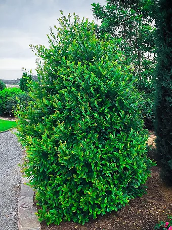 Centre Court Cherry Laurel Shrubs For Sale Online The Tree Center