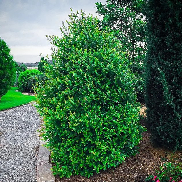 Centre Court Cherry Laurel Shrubs For Sale Online The Tree Center