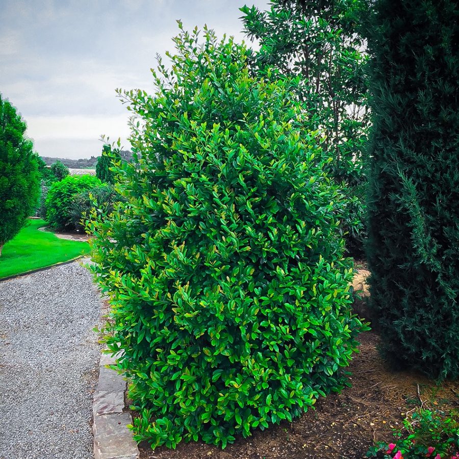 Centre Court Cherry Laurel Shrubs For Sale Online The Tree Center Centre Court Cherry Laurel Shrubs For Sale Online The Tree Center