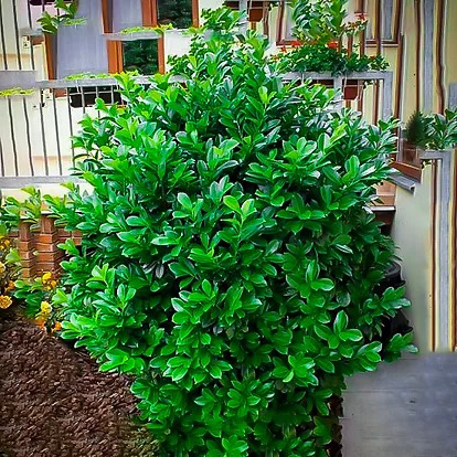 Centre Court Cherry Laurel Shrubs For Sale Online The Tree Center