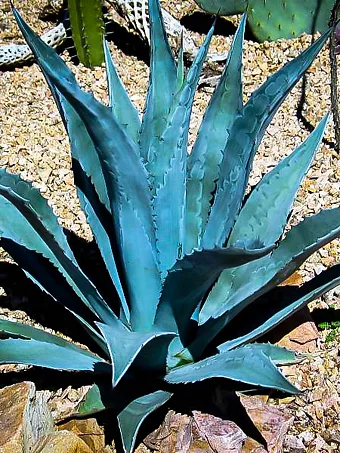 Blue American Agave