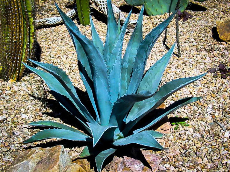 blue-american-agave-plants-for-sale-the-tree-center