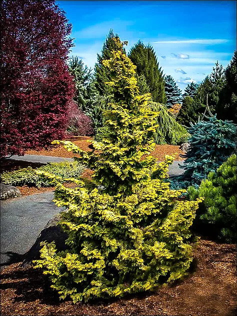 Boulevard Cypress Tree For Sale | The Tree Center