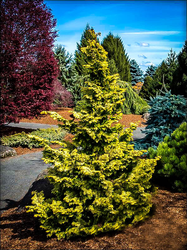 Confucius Hinoki Cypress Trees For Sale The Tree Center,Greek Olive Oil Cake