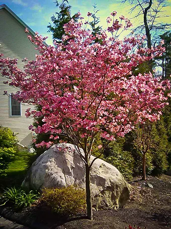 Cherokee Brave Dogwood