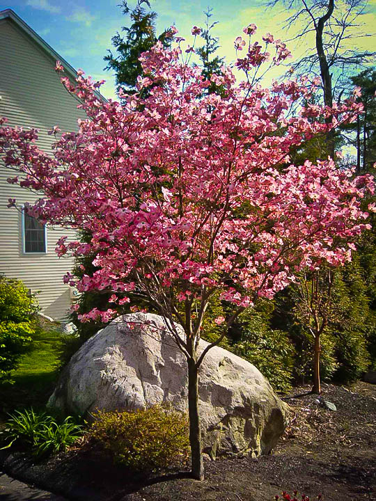 cherokee brave dogwood tree information