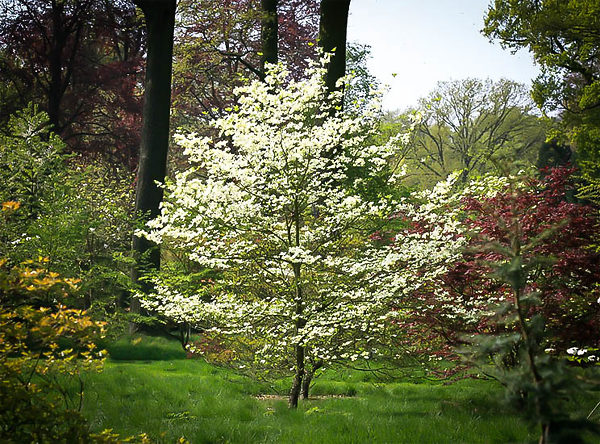 Cherokee Princess Dogwood