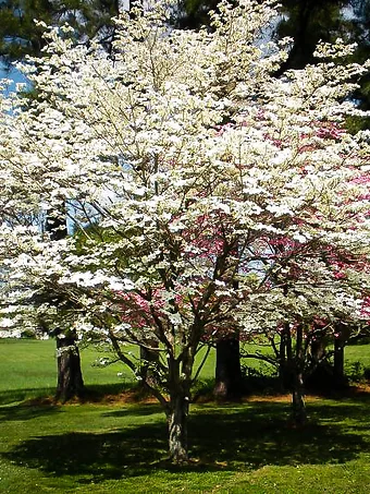 Cherokee Princess Dogwood