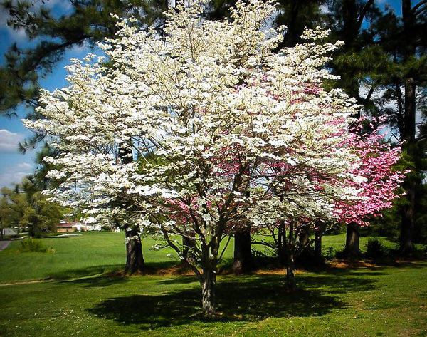 Cherokee Princess Dogwood