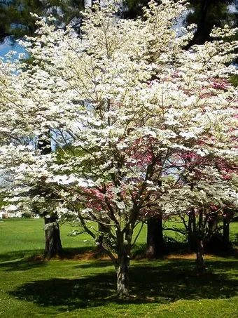 Cherokee Princess Dogwood Tree