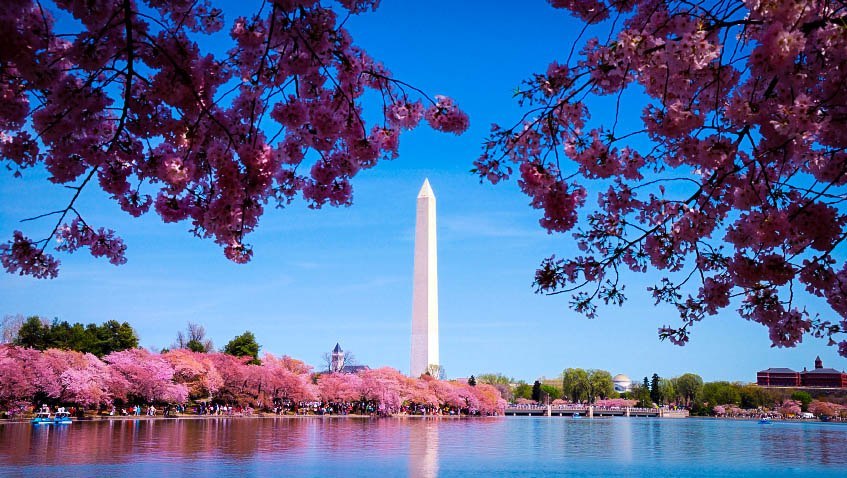 Cherry Blossom Trees On DC Tidal Basin