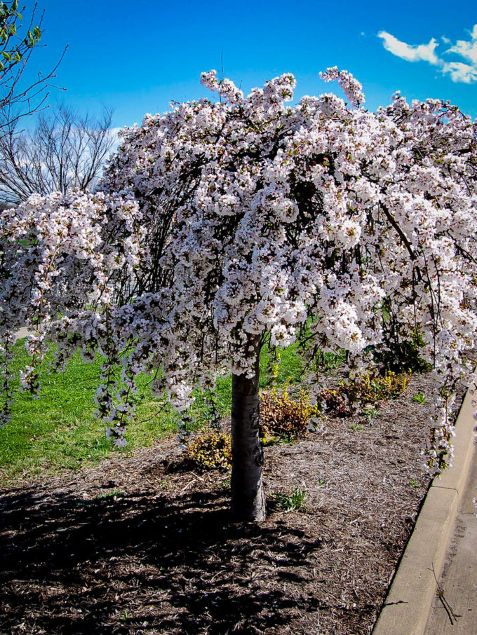 Flowering Trees For Sale Online The Tree Center