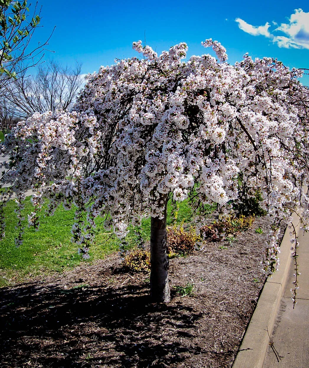 snow fountain weeping cherry trees