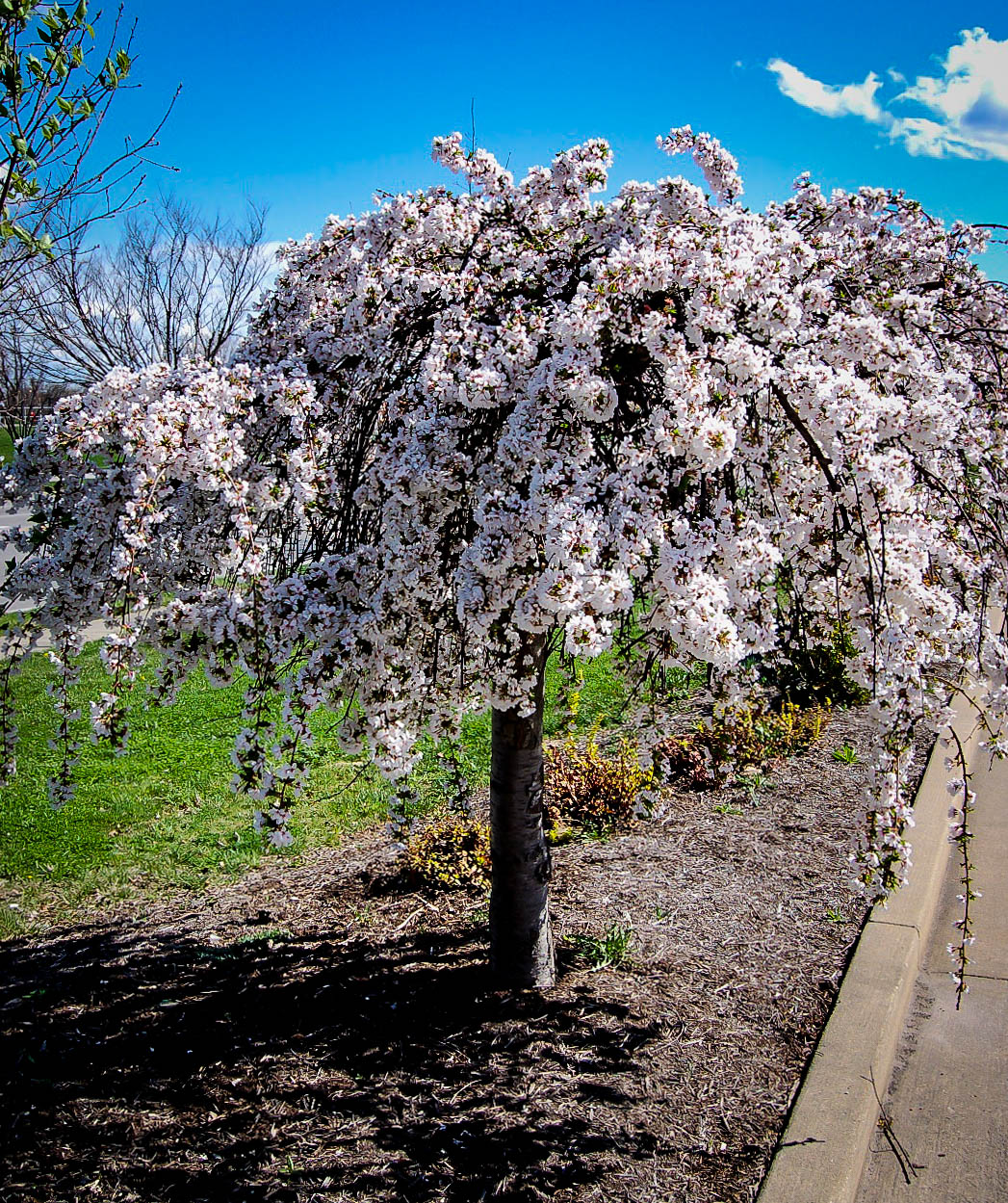 Snow Fountains Weeping Cherry Trees For Sale | The Tree Center