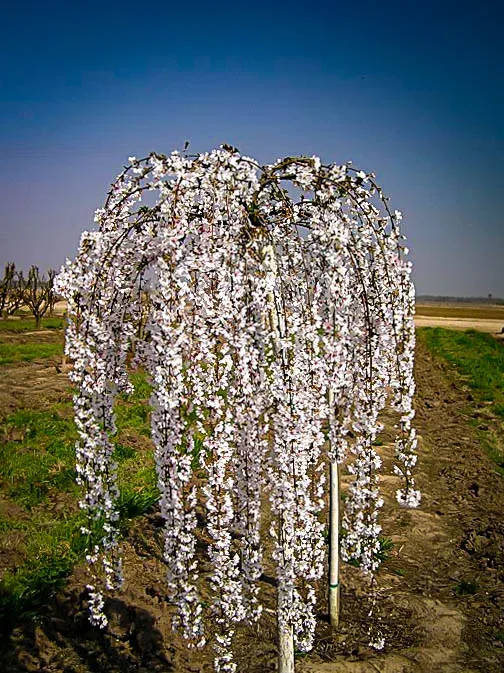 snow fountain weeping cherry trees