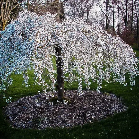 snow fountain weeping cherry trees