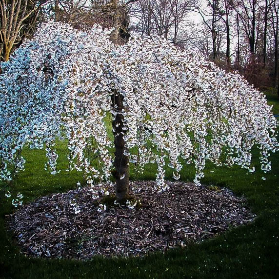 20Pcs Snow Fountain Weeping Cherry Tree Seeds Garden  Drought Tolerant Hardy 