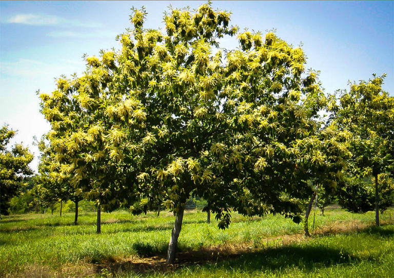 Chinese Chestnut Trees For Sale Online The Tree Center