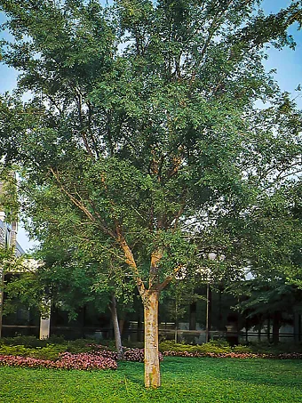 Drake Chinese Elm Tree