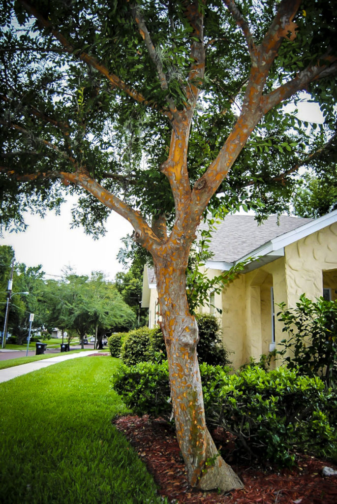 Drake Chinese Elm Trees For Sale The Tree Center