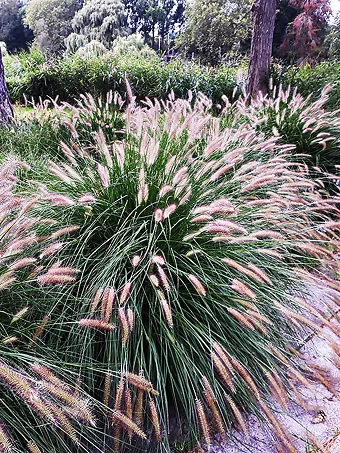 Chinese Fountain Grass