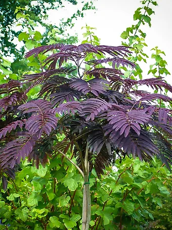 Chocolate Mimosa Silk Tree