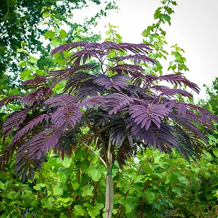 Mimosa Trees